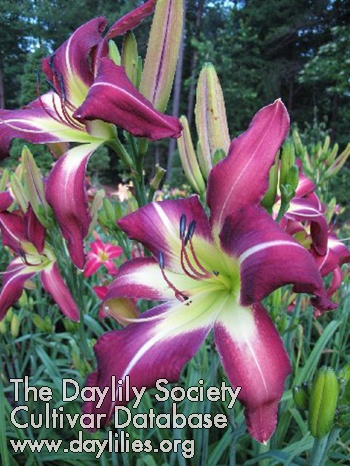 Daylily Patty in Pinstripes